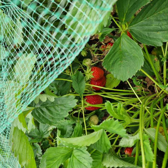 Фотография покупателя товара Сетка садовая, 2 × 10 м, ячейка ромб 6 × 6 мм, от птиц, пластиковая, зелёная, Greengo