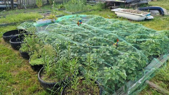 Фотография покупателя товара Сетка садовая, 2 × 10 м, ячейка ромб 6 × 6 мм, от птиц, пластиковая, зелёная, Greengo - Фото 1
