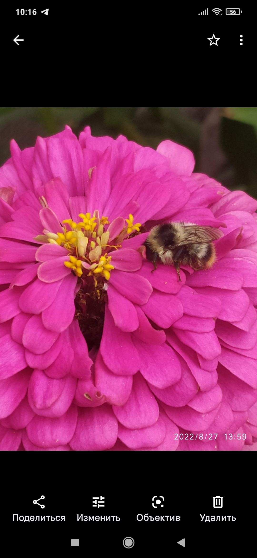 Фотография покупателя товара Семена цветов Цинния "Калифорнийские гиганты" смесь, серия Кольчуга, О, 0,3 г - Фото 15