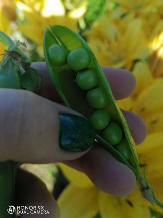 Фотография покупателя товара Семена Горох овощной «Сахарные нотки», лущильный, 25 г, «Аэлита» - Фото 3