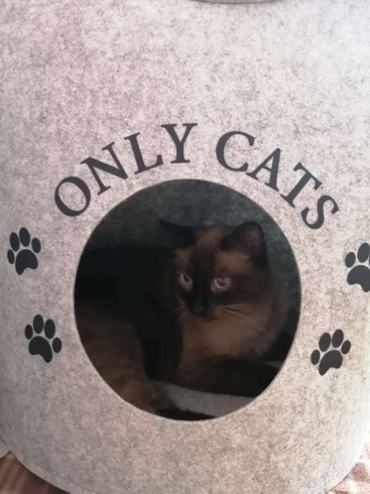 Фотография покупателя товара Домик для животных из войлока "Ушастик ONLY CATS", 46 х 46 х 43 см