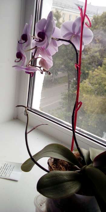 Фотография покупателя товара Удобрение "Октябрина Апрелевна", "Интермаг Огород", орхидея, для корневой и листовой подкормки культур, ампула, 1 мл - Фото 2