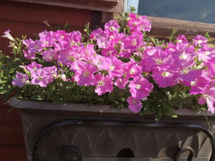 Фотография покупателя товара Семена цветов Петуния  "Альбертина", F1,  каскадная, мини многоцветковая, 5 шт - Фото 4