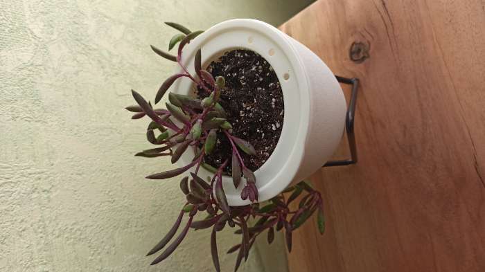 Фотография покупателя товара Кашпо с подставкой «Акцент», 11,2×11×12,5 см, цвет белый - Фото 2