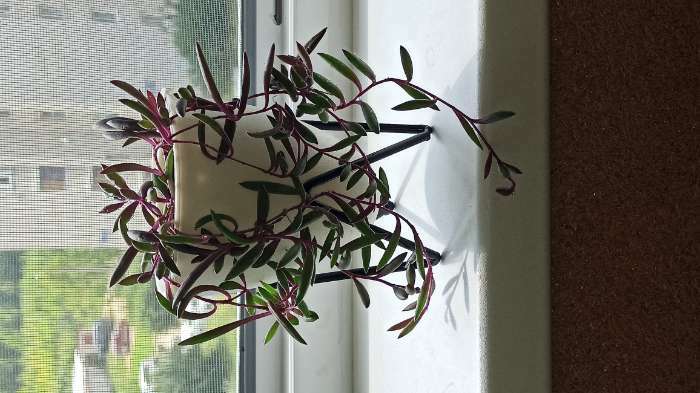 Фотография покупателя товара Кашпо с подставкой «Акцент», 11,2×11×12,5 см, цвет белый - Фото 4