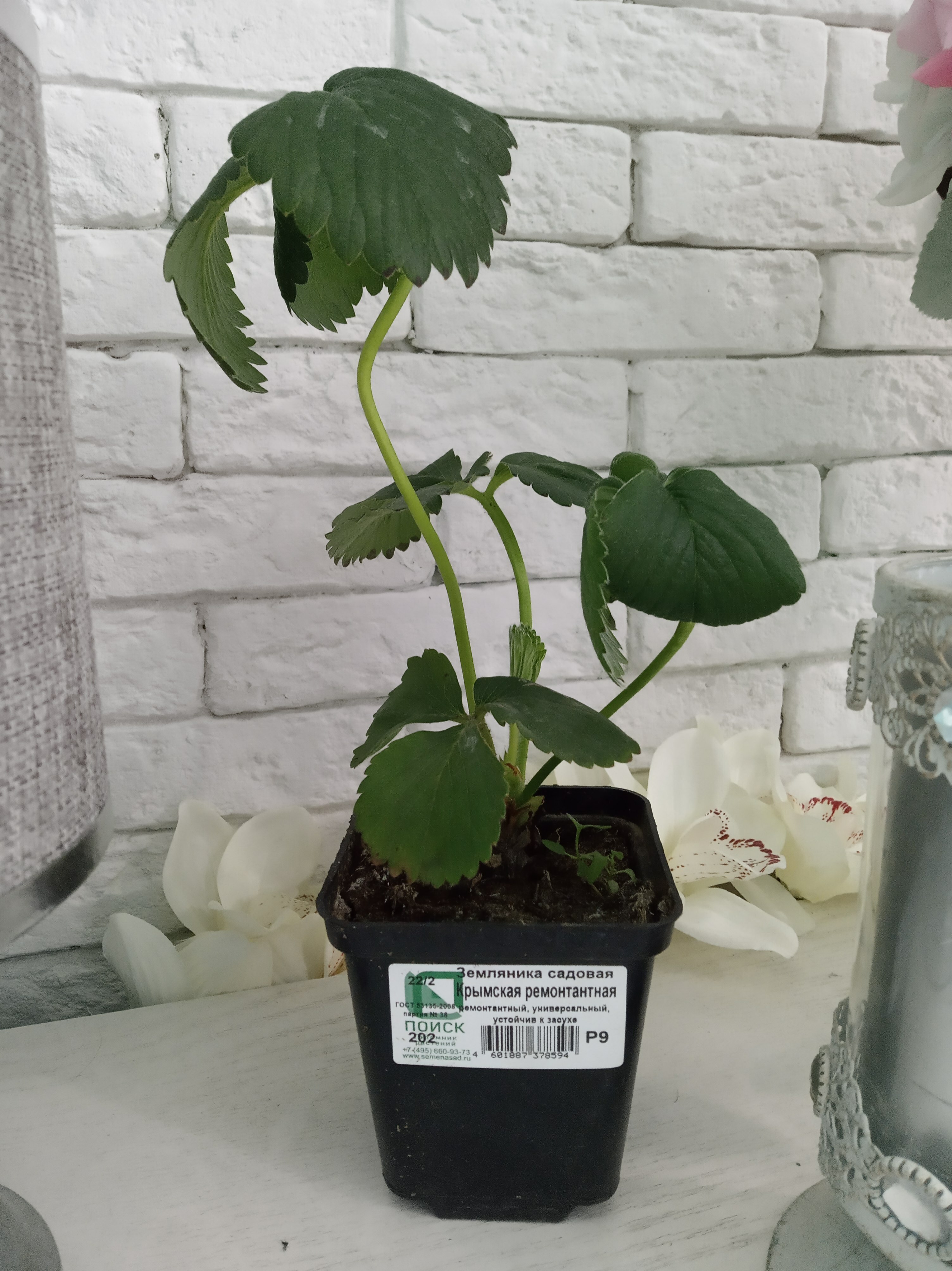 Фотография покупателя товара Саженец Земляника(Клубника) садовая Крымская ремонтантная, P9 горшок, 1 шт. - Фото 1