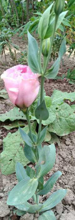 Фотография покупателя товара Семена цветов Эустома АВС розовая махровая, О, 5 шт.