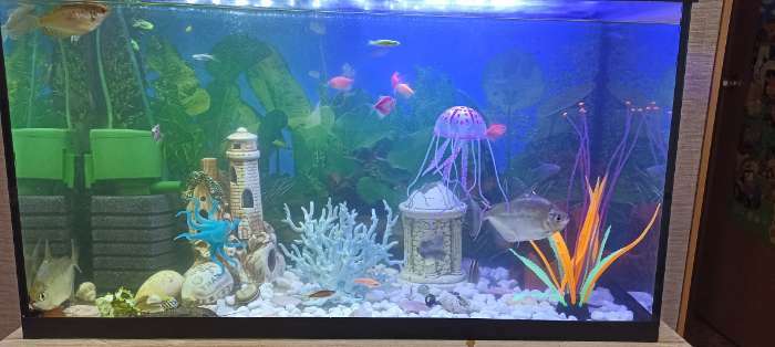 Фотография покупателя товара Декор для аквариума "Медуза" силиконовая, флуоресцентная, 5 х 5 х 15 см, фиолетовая - Фото 7