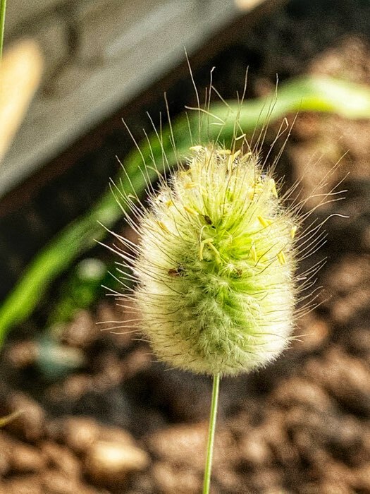 Фотография покупателя товара Семена цветов Лагурус (заячий хвостик), О, 10 шт - Фото 5