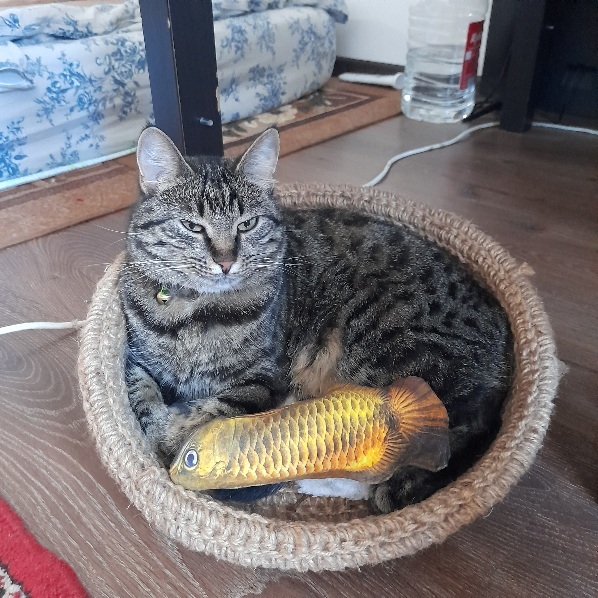 Фотография покупателя товара Игрушка "Рыба моей мечты!" с кошачьей мятой, аравана, 20 см - Фото 8