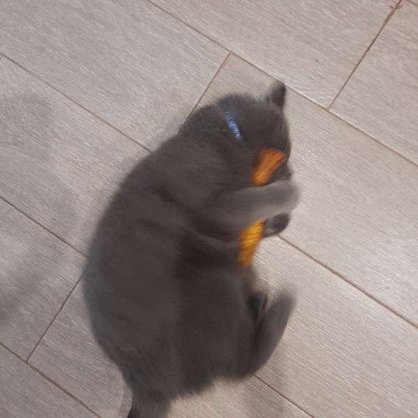 Фотография покупателя товара Игрушка "Рыба моей мечты!" с кошачьей мятой, аравана, 20 см - Фото 7