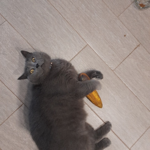 Фотография покупателя товара Игрушка "Рыба моей мечты!" с кошачьей мятой, аравана, 20 см