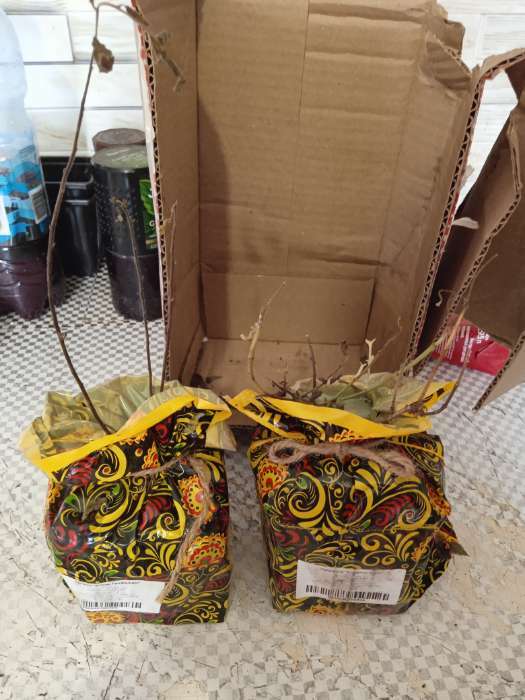 Фотография покупателя товара Саженец Спирея (горшок р9) Серая грефшейм, 1 шт, Осень 2025 - Фото 7