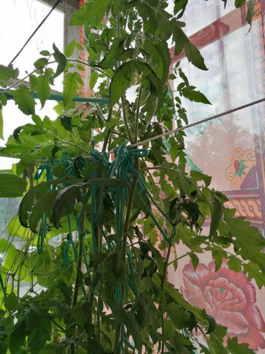 Фотография покупателя товара Семена Томат «Толстопуз», 20 шт., «Сибирский сад» - Фото 1