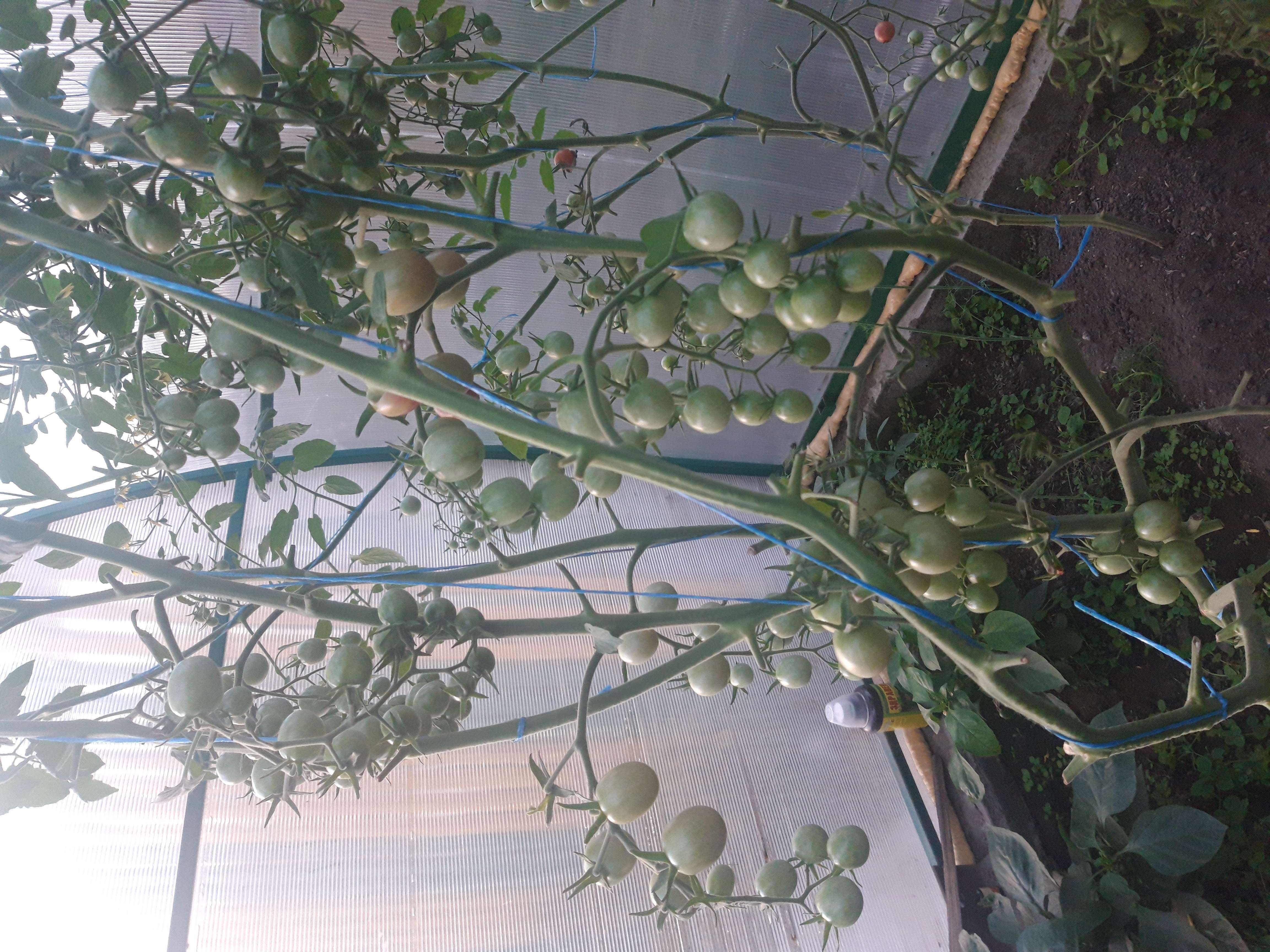Фотография покупателя товара Семена Томат "Сластёна" высокоурожайный сорт для пленочных теплиц и защищенного грунта 20 шт - Фото 5