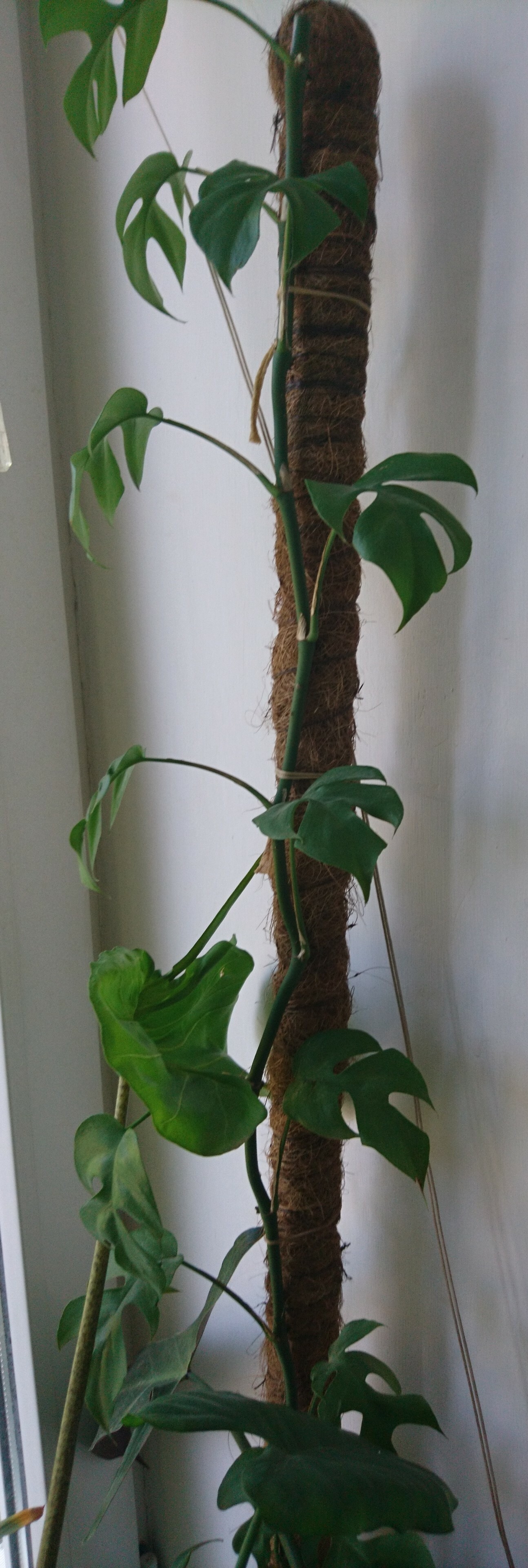 Фотография покупателя товара Колышек для подвязки растений, h = 100 см, d = 2,5 см, кокос, Greengo - Фото 1