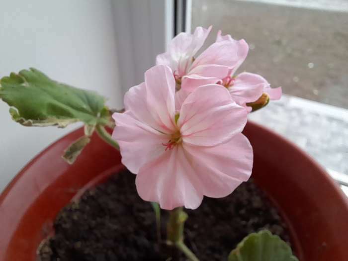 Фотография покупателя товара Семена цветов Пеларгония "Мультиблум", F1, смесь, 5 шт. - Фото 16