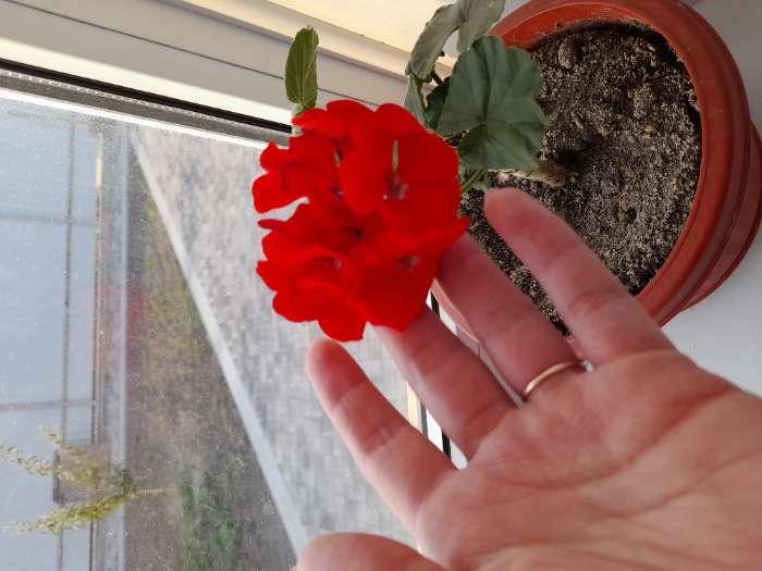 Фотография покупателя товара Семена цветов Пеларгония "Мультиблум", F1, смесь, 5 шт. - Фото 15