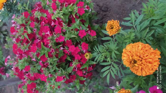 Фотография покупателя товара Семена цветов Флокс Крупноцветковая смесь, О, 0,2г - Фото 6
