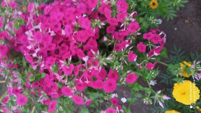 Фотография покупателя товара Семена цветов Флокс Крупноцветковая смесь, О, 0,2г - Фото 4