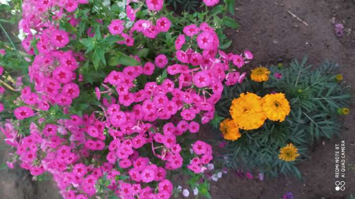 Фотография покупателя товара Семена цветов Флокс Крупноцветковая смесь, О, 0,2г - Фото 8