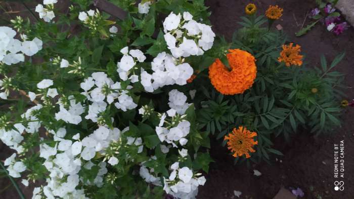 Фотография покупателя товара Семена цветов Флокс Крупноцветковая смесь, О, 0,2г - Фото 5