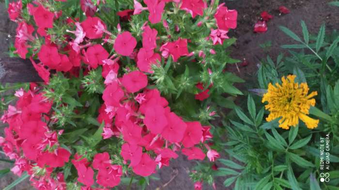 Фотография покупателя товара Семена цветов Флокс Крупноцветковая смесь, О, 0,2г - Фото 3