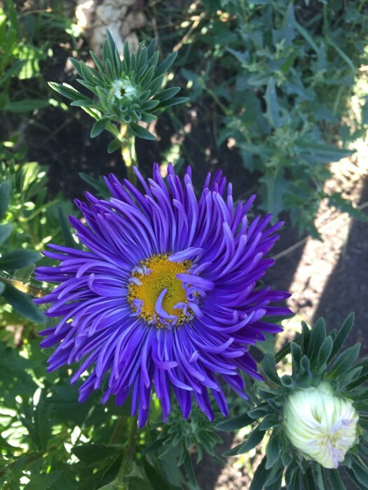Фотография покупателя товара Семена цветов Астра "Аполлония" светло-голубая, О, 0,2 г - Фото 1