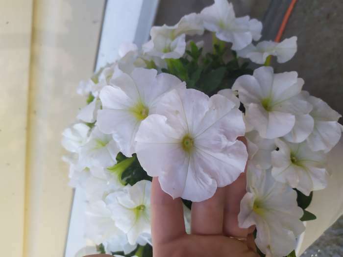 Фотография покупателя товара Семена  Петуния "Мамбо" F1 белая многоцветковая, 7 шт