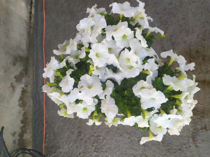 Фотография покупателя товара Семена  Петуния "Мамбо" F1 белая многоцветковая, 7 шт