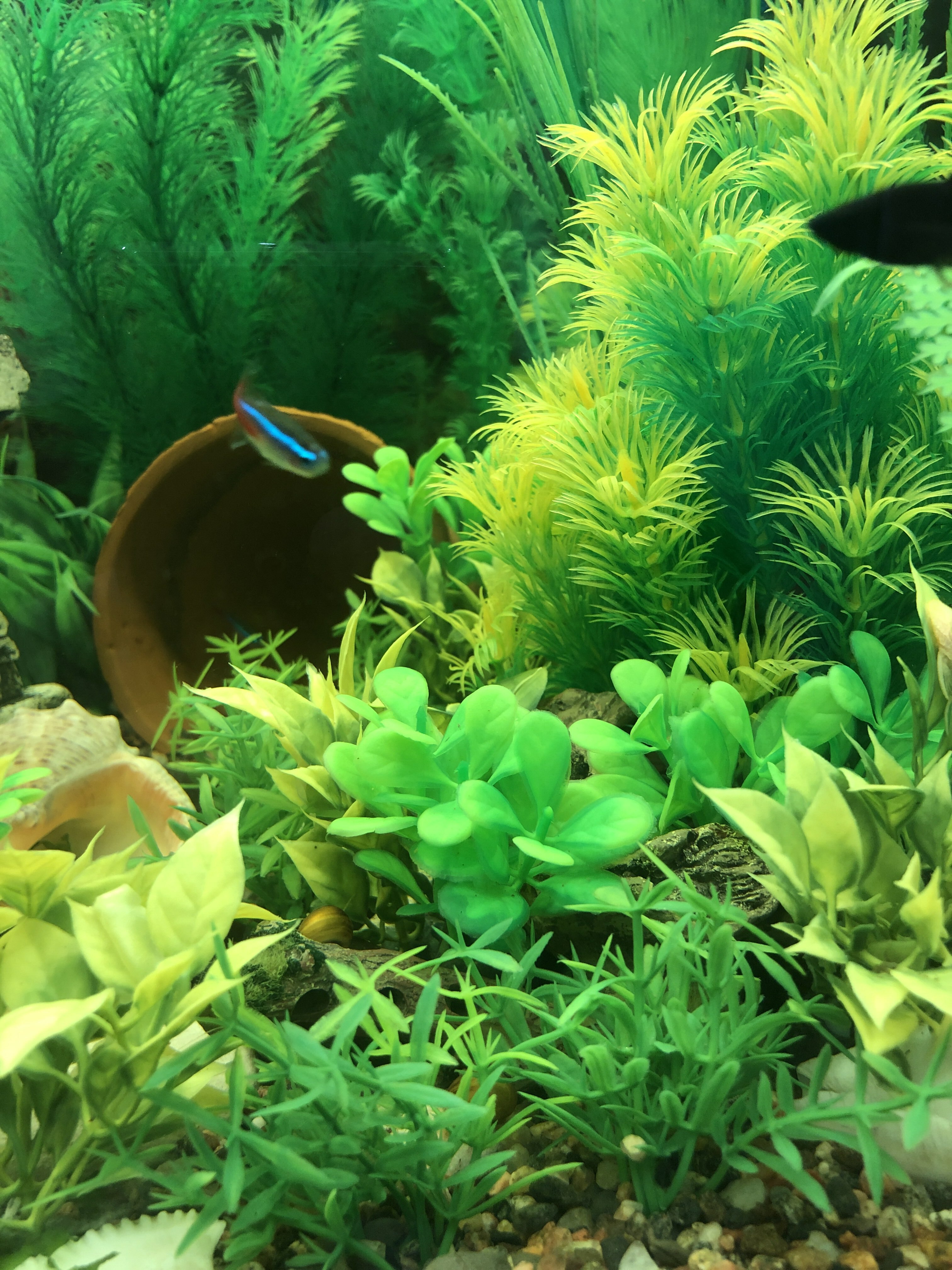 Фотография покупателя товара Растение искусственное аквариумное, 2,5 х 5 см, зелёное - Фото 1