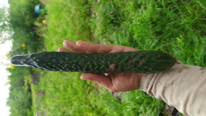Фотография покупателя товара Семена Огурец "Китайский змей", среднепоздний, пчелоопыляемый, 0,3 г  серия ХИТ х3 - Фото 4