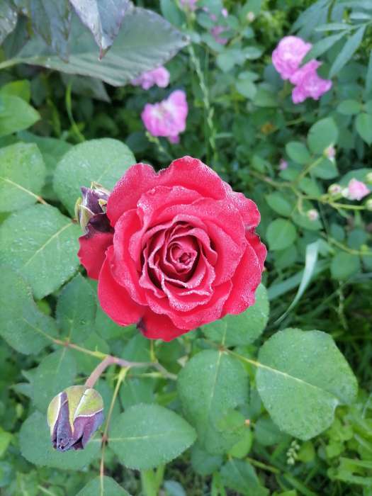 Фотография покупателя товара Саженец розы Блек Баккара, 1шт, Весна 2022 - Фото 8