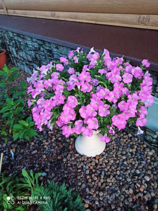 Фотография покупателя товара Семена цветов Петуния  "Альбертина", F1,  каскадная, мини многоцветковая, 5 шт - Фото 1