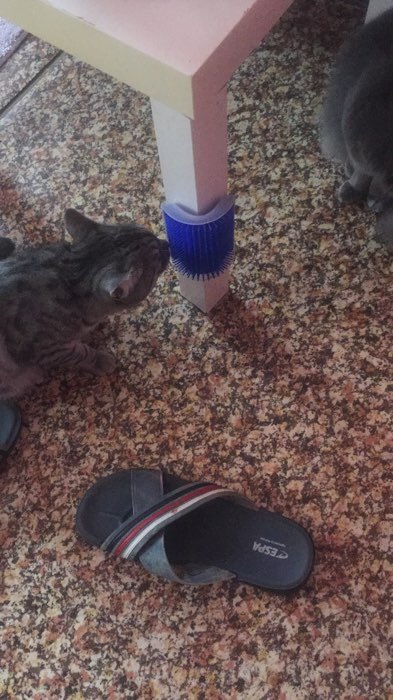 Фотография покупателя товара Массажер - чесалка на угол с кошачьей мятой для кошек, размер S, 13.5*9*5 см, синий - Фото 1