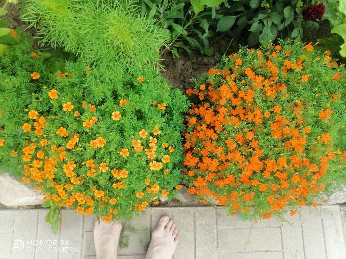 Фотография покупателя товара Семена цветов Бархатцы  "Карина оранжевая ", тонколистные, 0,05 г - Фото 10