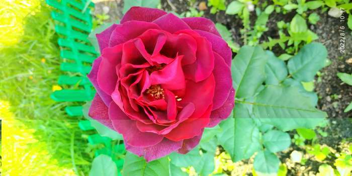 Фотография покупателя товара Саженец розы Ампир Весна 2024, 1 шт. - Фото 3