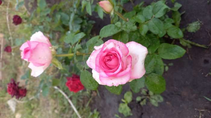 Фотография покупателя товара Саженец розы Белла Вита,  Весна 2024, 1 шт. - Фото 1