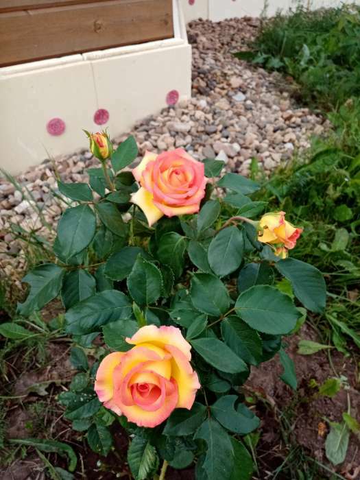 Фотография покупателя товара Саженец розы Амбианс,  Весна 2024, 1 шт.