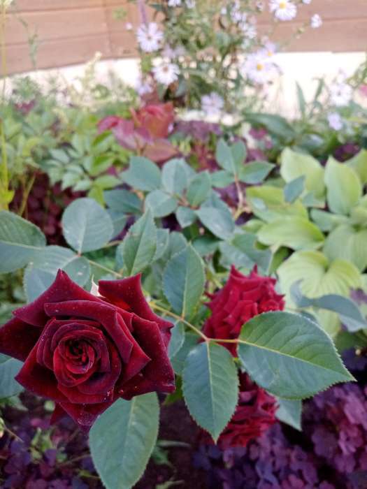 Фотография покупателя товара Саженец розы Блек Баккара, 1шт, Весна 2022 - Фото 7