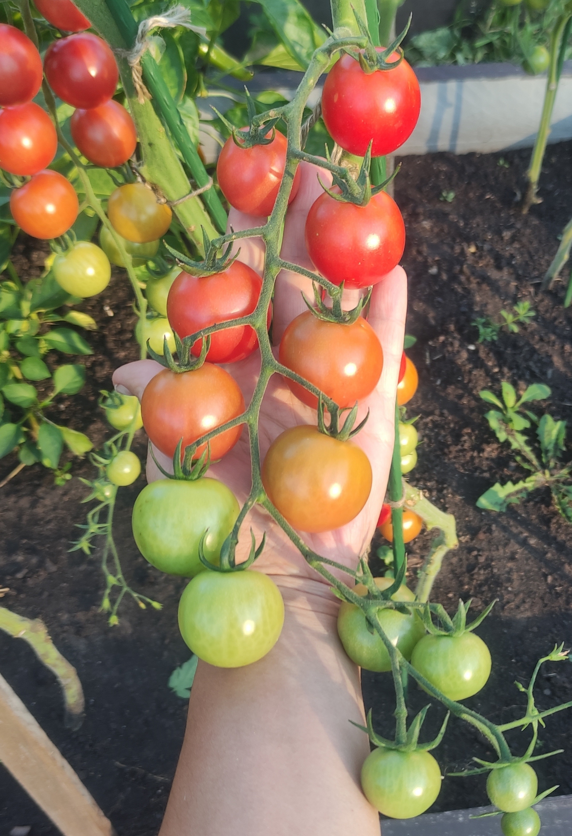 Фотография покупателя товара Семена Томат "Литл Пинки", F1, 10 шт - Фото 2