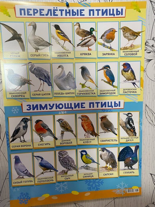 Плакат Зимующие и перелётные птицы А2 (4993049) - Купить по цене от 47.20  руб. | Интернет магазин SIMA-LAND.RU