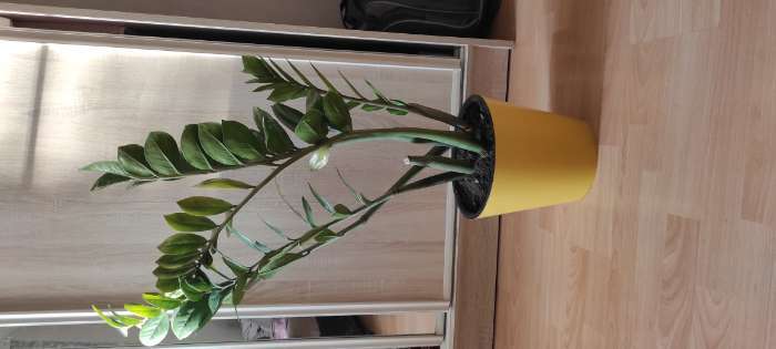 Фотография покупателя товара Кашпо для цветов со вставкой «Фиджи», 5 л, цвет жёлтый - Фото 1