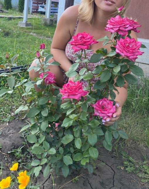 Фотография покупателя товара Саженец розы Дип Перпл, Весна 2024, 1 шт. - Фото 5