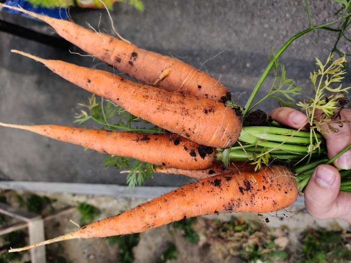 Фотография покупателя товара Семена Морковь  "Нантская 4"  Семена на ленте, 8 м - Фото 3