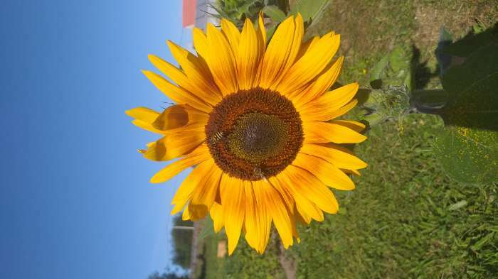 Фотография покупателя товара Семена цветов Подсолнечник "Красное солнышко", О, 0,5 г - Фото 3