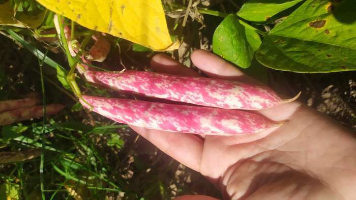 Фотография покупателя товара Семена Фасоль овощная "Фламинго", ц/п, 5 г - Фото 3