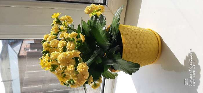 Фотография покупателя товара Горшок для цветов с поддоном «Ротанг», 2 л, цвет белый - Фото 5