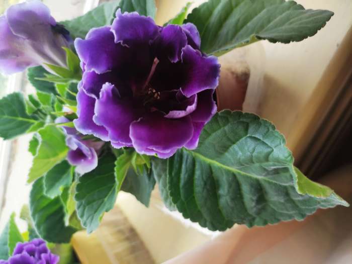 Фотография покупателя товара Семена цветов Глоксиния "Брокэйд", Фиолетовая, F1 , 10 шт. - Фото 8