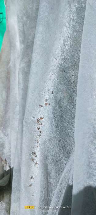 Фотография покупателя товара Средство от тараканов, муравьев, клопов, блох, мух, крысиных клещей Абсолют дуст, 1 кг - Фото 1